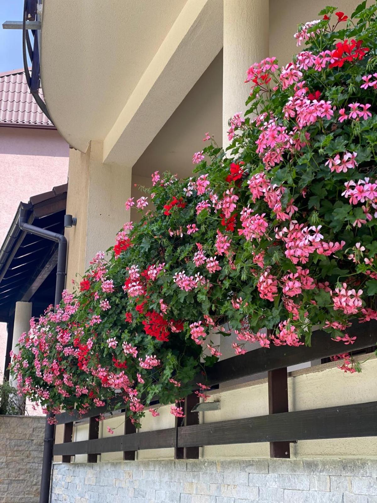 Poiana Ski Residence Apartment 5 포이아나브라소프 외부 사진